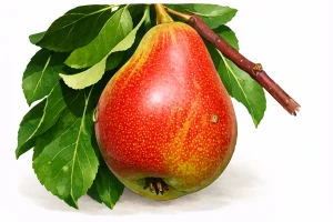 Груша "Аллегро"