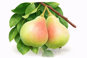 Груша "Банкетная"