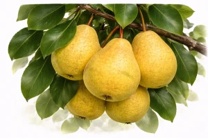 Груша "Бере Золотая"