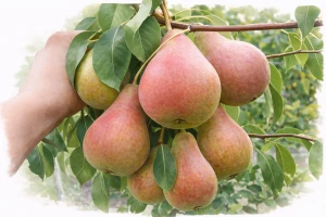 Груша "Большая летняя"