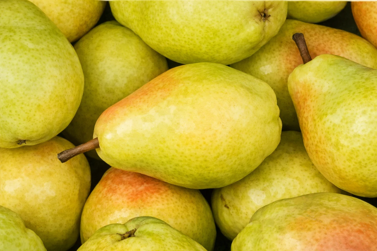 Груша "Велеса"