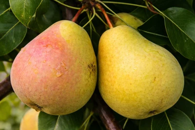 Груша "Десертная россошанская"