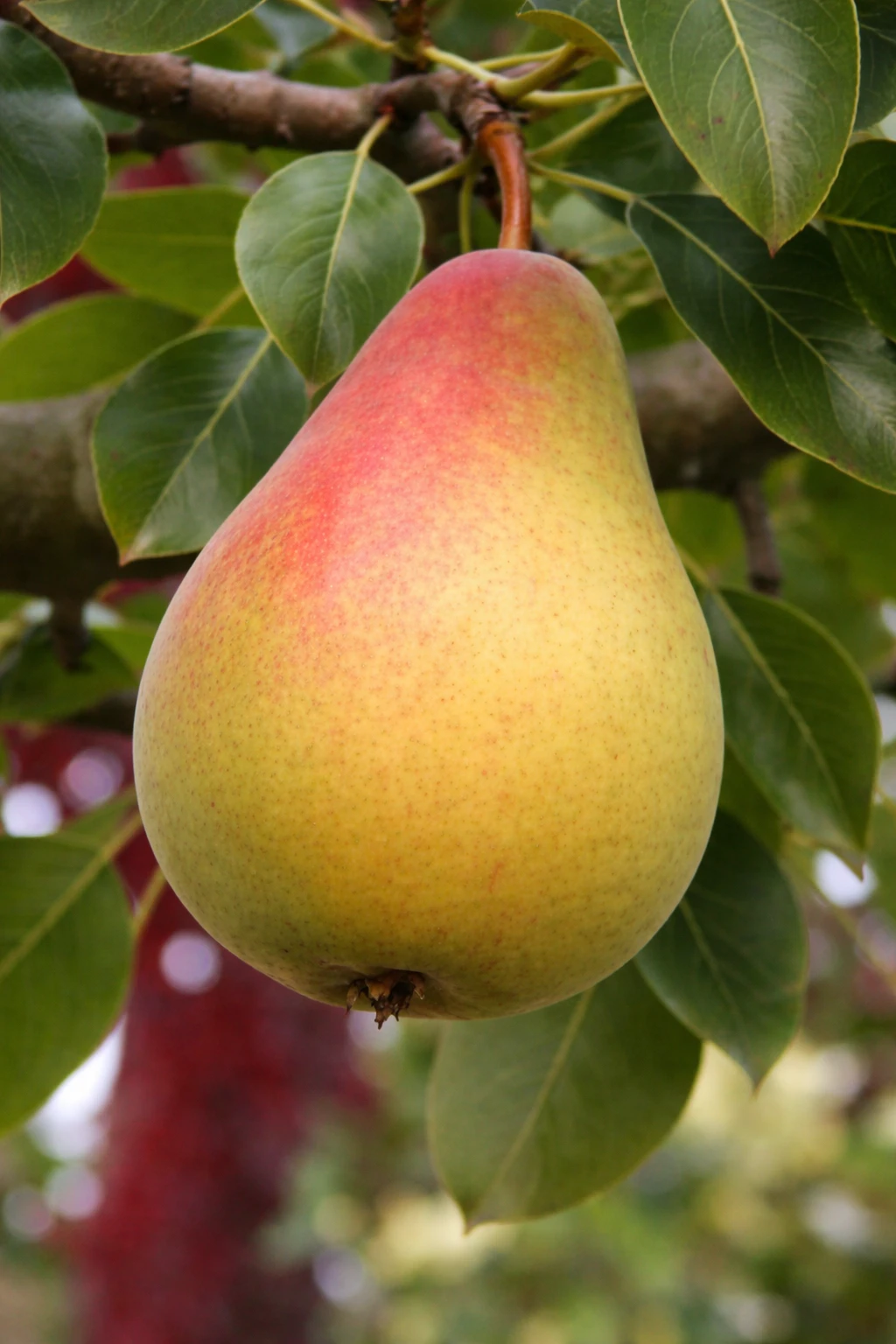 Груша "Дюшес (Вильямс летний)"