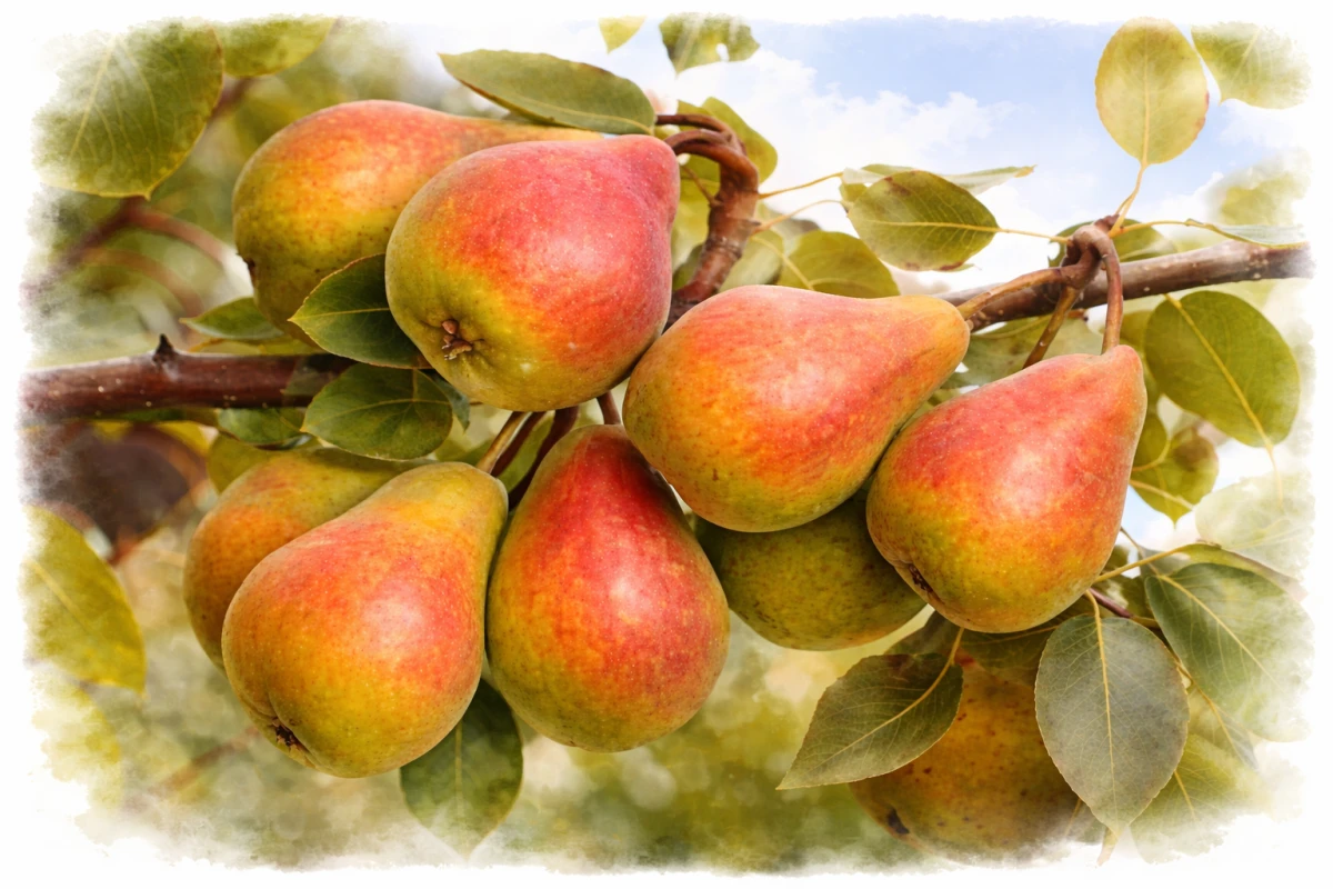 Груша "Забава"