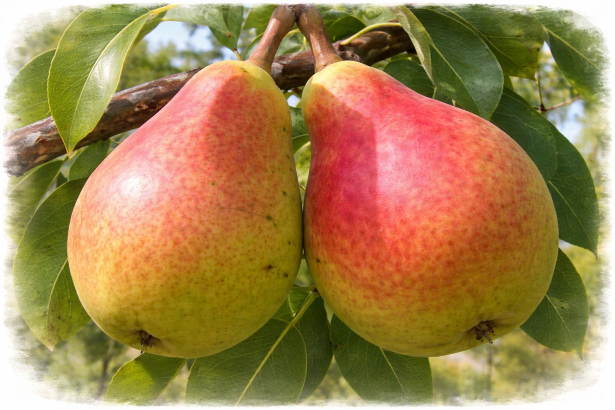 Груша "Ника"