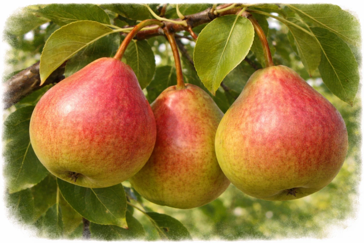 Груша "Память Яковлеву"