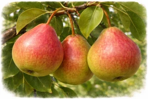 Груша "Память Яковлеву"