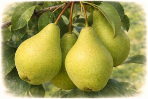 Груша "Феерия"