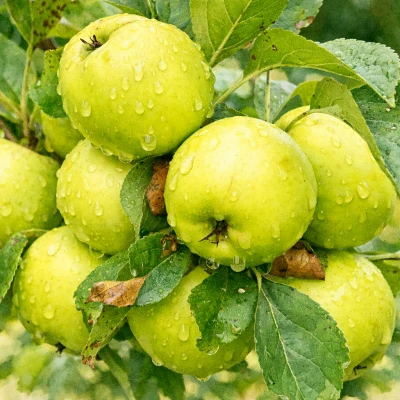 Яблоня "Антоновка"