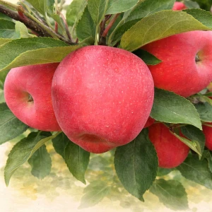 Яблоня "Коваленковское"