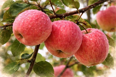 Яблоня "Фуджи"