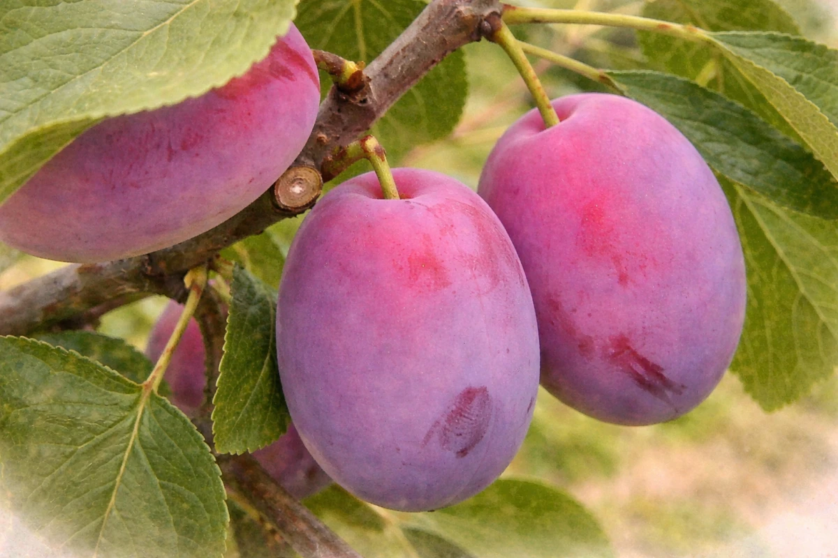 Слива "Королева Виктория"