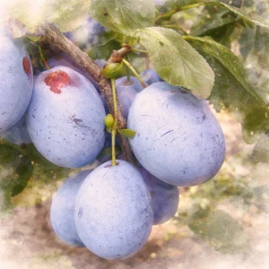 Чернослив "Адыгейский"