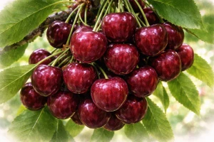 Черешня "Гронковая"