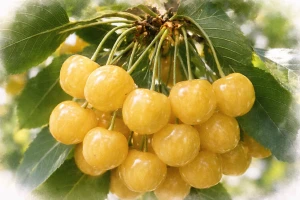 Черешня "Янтарная"