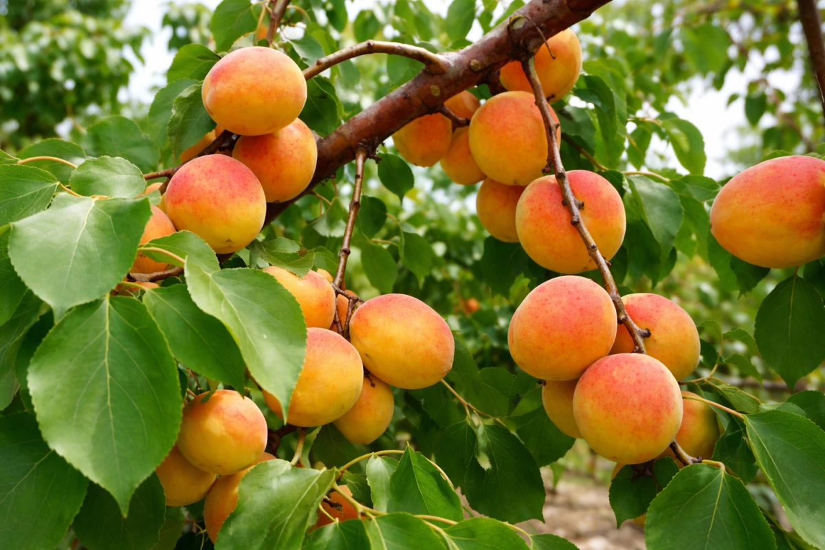 Абрикос "Шалах"