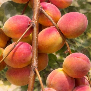 Абрикос "Саратовский Рубин"