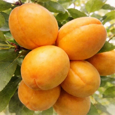 Абрикос "Голд Рич"