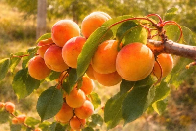 Абрикос "Память Шевчука"