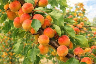 Абрикос "Спадчына"