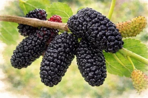 Шелковица "Черный принц"