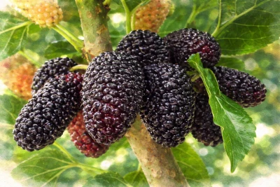 Шелковица "Шелли-150"