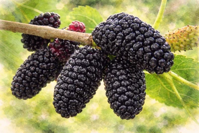 Шелковица плакучая "Черная Баронесса"