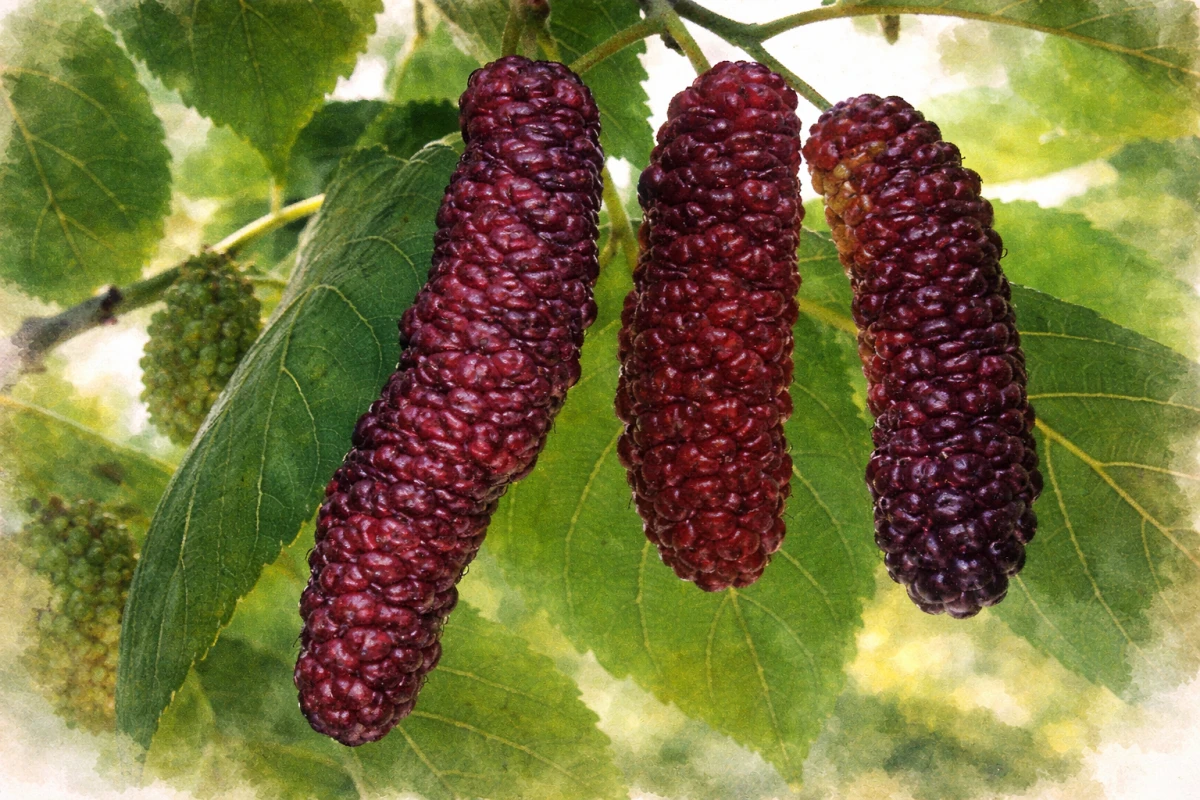 Шелковица длинноплодная "Китайская"