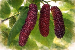 Шелковица длинноплодная "Китайская"