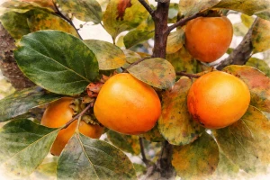 Хурма "Королек"