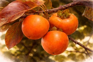 Хурма "Джон Рик"