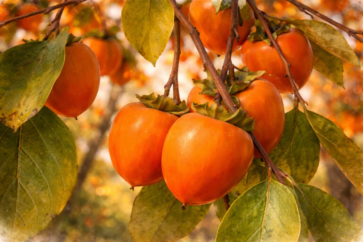 Хурма "Виргинская крупноплодная"