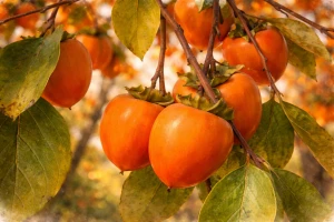 Хурма "Виргинская крупноплодная"