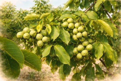 Грецкий орех "Чандлер"