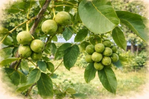 Грецкий орех "Садко"