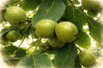 Грецкий орех "Пинский"