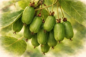 Актинидия аргута "Джамбо"