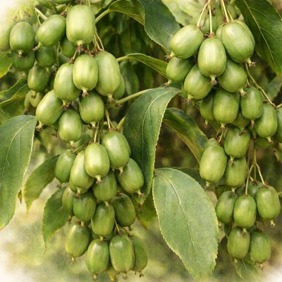 Актинидия аргута "Иссаи"