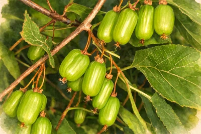 Актинидия коломикта "Сентябрьская"