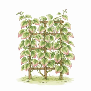 Актинидия мужская