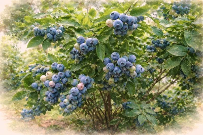 Голубика "Нортланд"