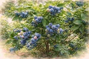 Голубика "Нортланд"