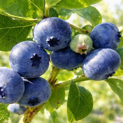 Голубика "Блюкроп"