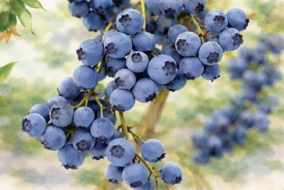 Голубика "Дарроу"