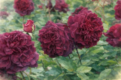 Роза английская "Манстед Вуд"