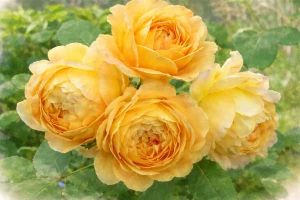 Роза английская "Голден Селибрейшн"