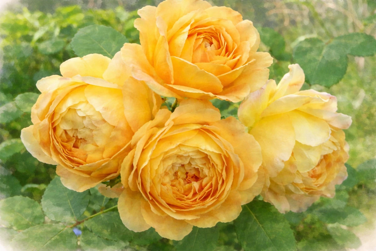 Роза английская "Голден Селибрейшн"