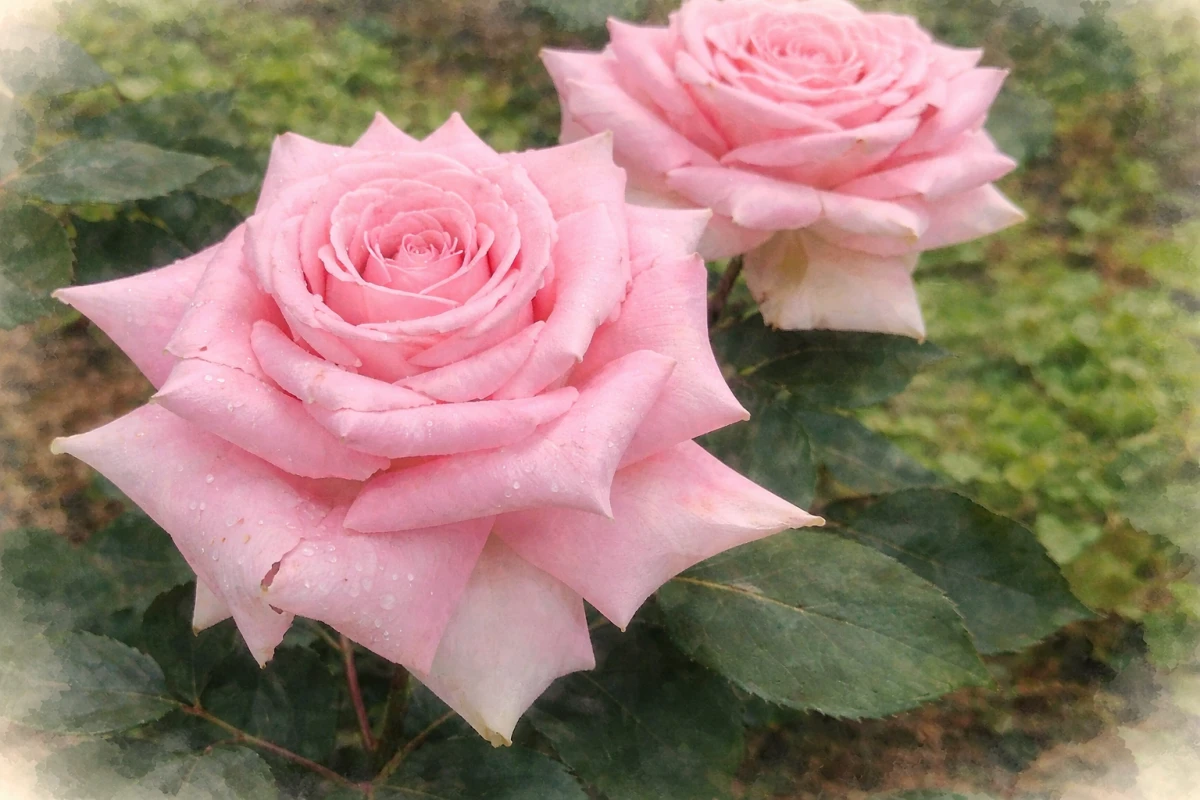 Роза чайно-гибридная "Джессика"