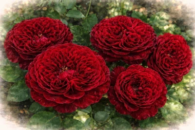 Роза пионовидная "Тесс"