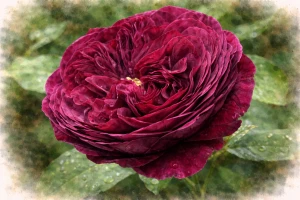 Роза пионовидная "Принц"